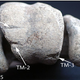 Elephant bird bones showing cut marks.